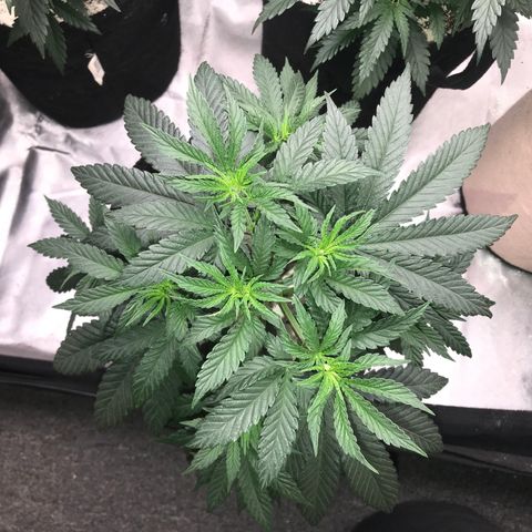 Sãmo 78 #1 growlog timeline photo