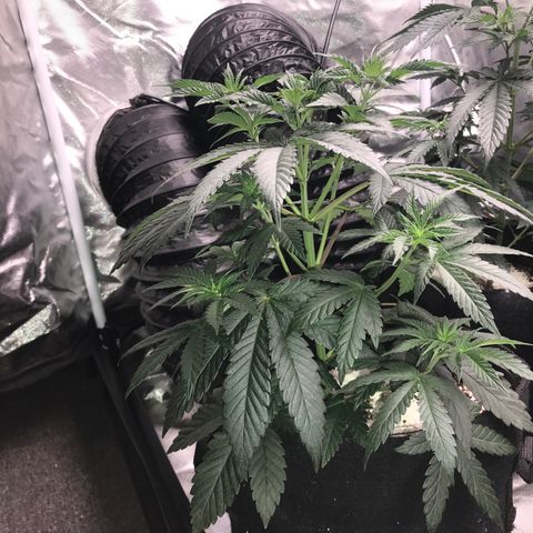 Sãmo 78 #1 growlog timeline photo