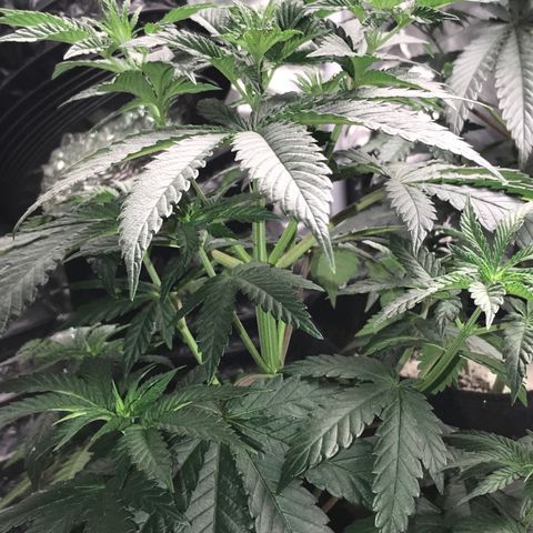 Sãmo 78 #1 growlog timeline photo