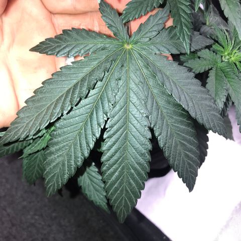 Sãmo 78 #1 growlog timeline photo