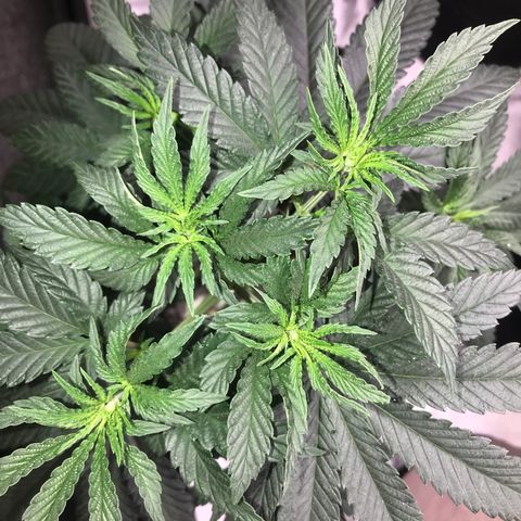 Sãmo 78 #1 growlog timeline photo