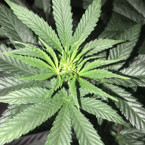 Sãmo 78 #1 growlog timeline photo