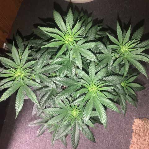 Sãmo 78 #1 growlog timeline photo