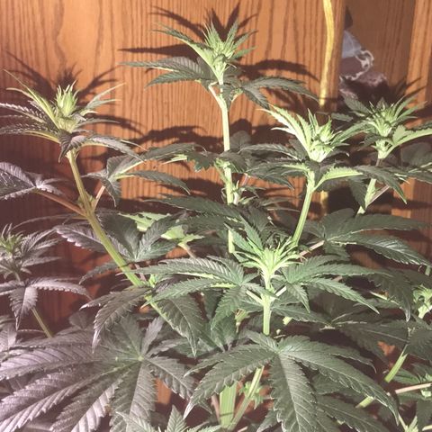 Sãmo 78 #1 growlog timeline photo