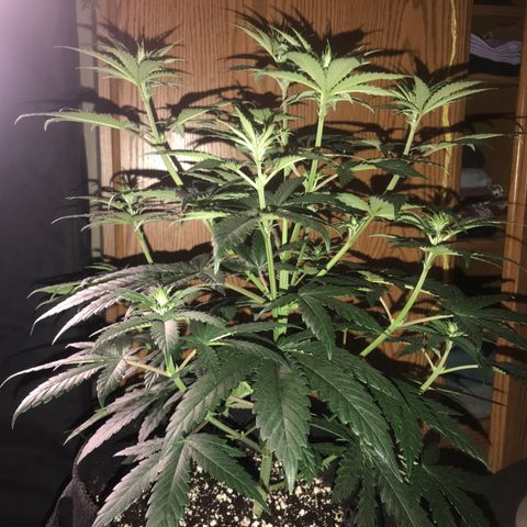 Sãmo 78 #1 growlog timeline photo