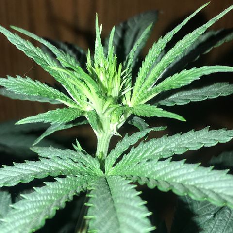 Sãmo 78 #1 growlog timeline photo