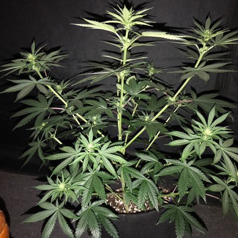 Sãmo 78 #1 growlog timeline photo