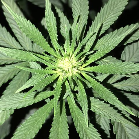 Sãmo 78 #1 growlog timeline photo