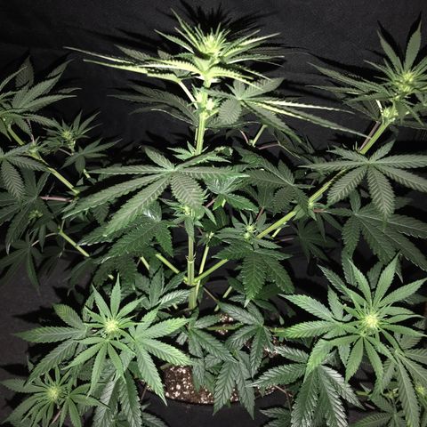 Sãmo 78 #1 growlog timeline photo