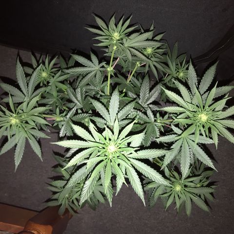 Sãmo 78 #1 growlog timeline photo