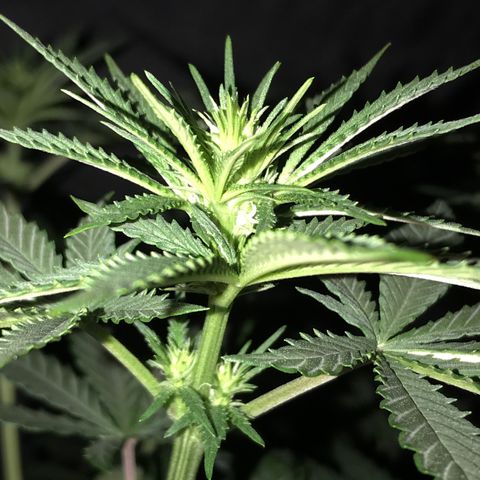 Sãmo 78 #1 growlog timeline photo