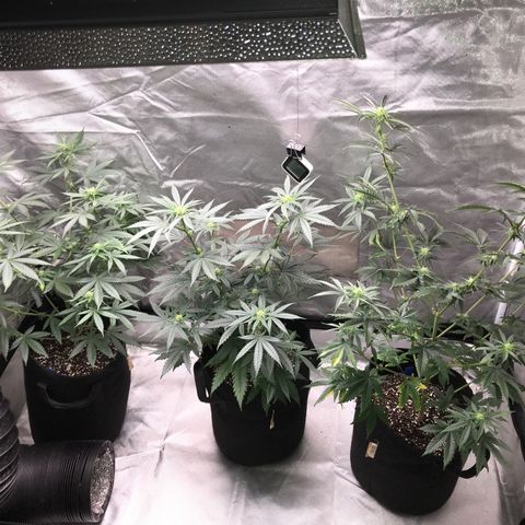 Sãmo 78 #1 growlog timeline photo