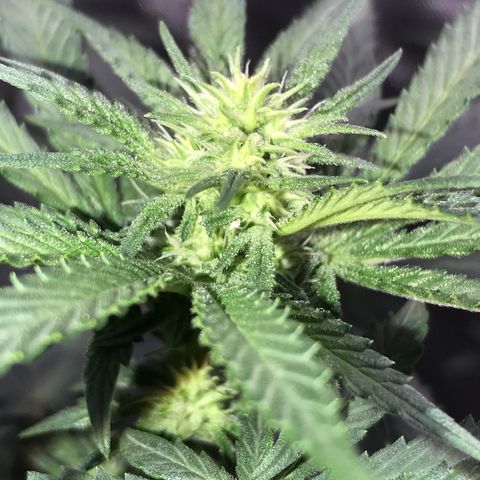 Sãmo 78 #1 growlog timeline photo