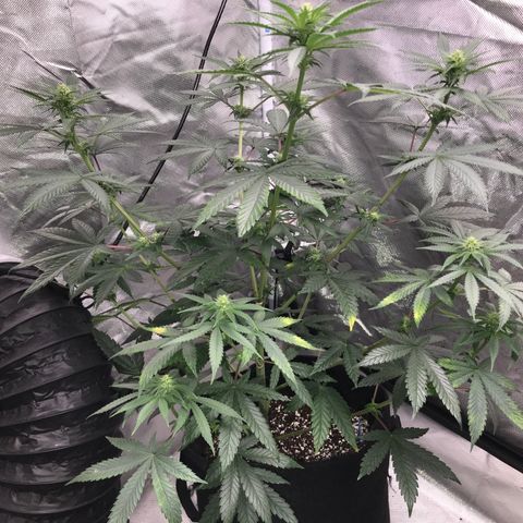 Sãmo 78 #1 growlog timeline photo