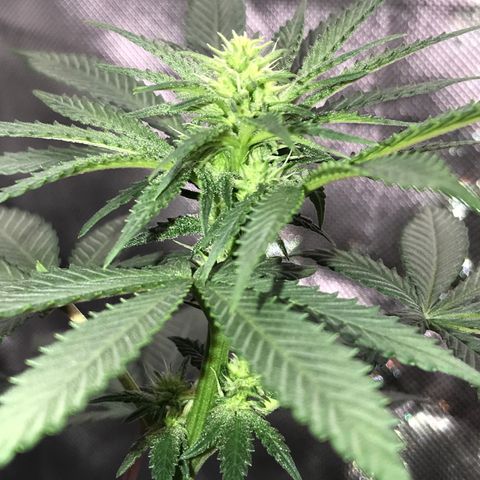 Sãmo 78 #1 growlog timeline photo