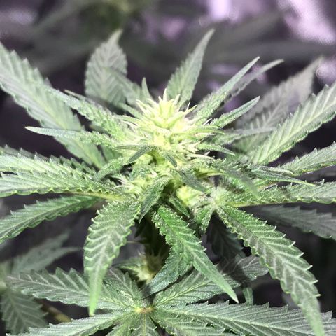 Sãmo 78 #1 growlog timeline photo