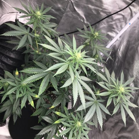 Sãmo 78 #1 growlog timeline photo