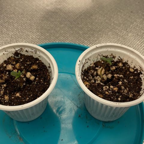 Baleia #01 growlog timeline photo