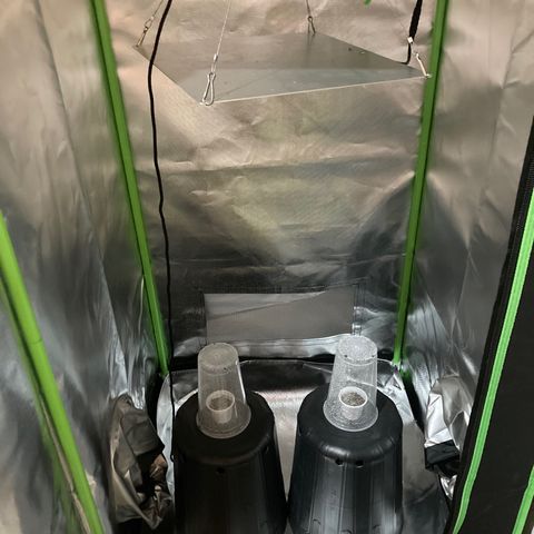 Baleia #01 growlog photo: A ideia é favorecer a evaporação da água que foi usada para rega. Com o solo seco, elas serão transplantadas para o vaso final de 10lt