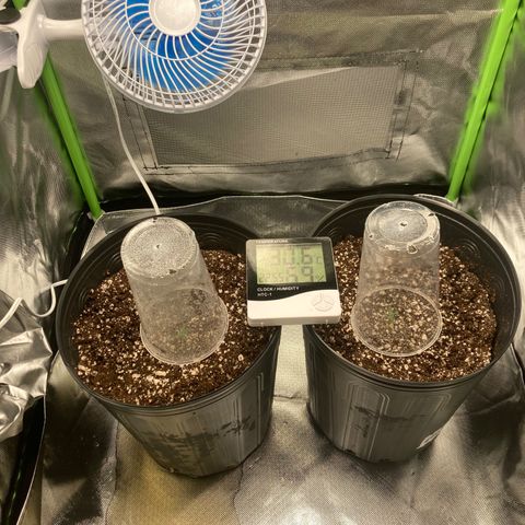 Baleia #01 growlog timeline photo