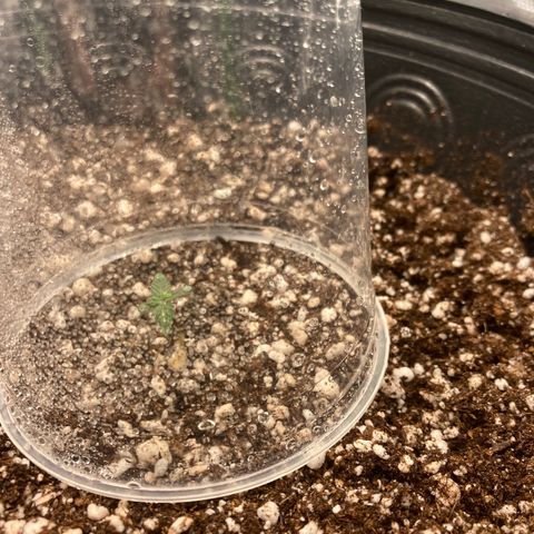 Baleia #01 growlog timeline photo