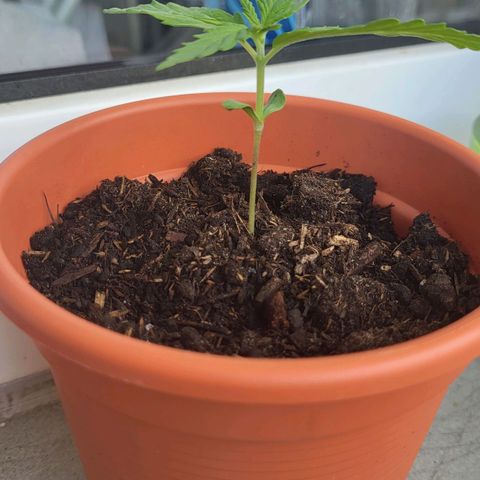 Miss Secret 🤫 growlog timeline photo