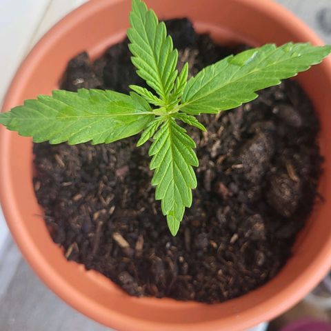 Miss Secret 🤫 growlog timeline photo