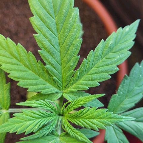 Miss Secret 🤫 growlog timeline photo