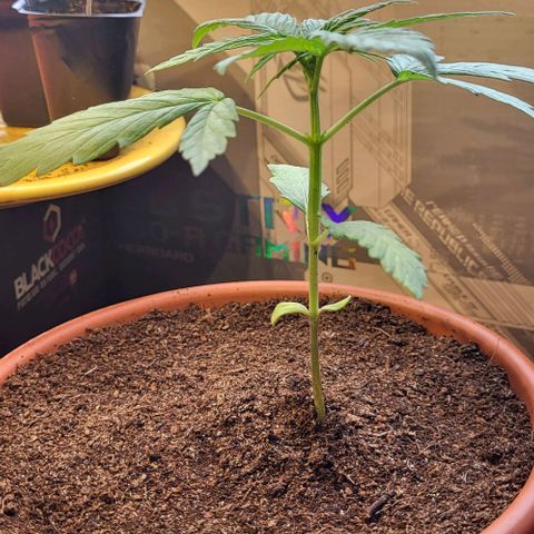 Miss Secret 🤫 growlog timeline photo