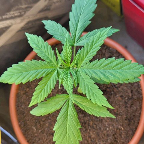 Miss Secret 🤫 growlog timeline photo
