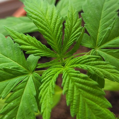 Miss Secret 🤫 growlog timeline photo