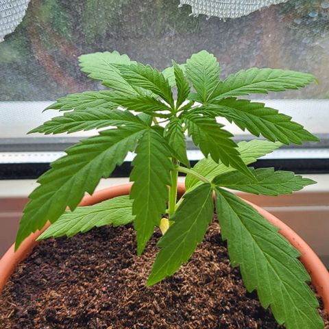 Miss Secret 🤫 growlog timeline photo