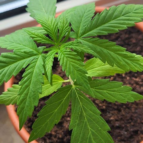 Miss Secret 🤫 growlog timeline photo
