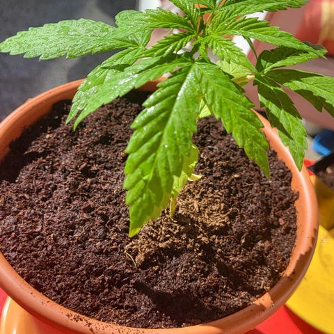 Miss Secret 🤫 growlog timeline photo