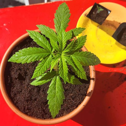 Miss Secret 🤫 growlog timeline photo