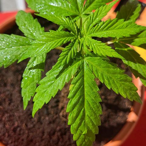 Miss Secret 🤫 growlog timeline photo