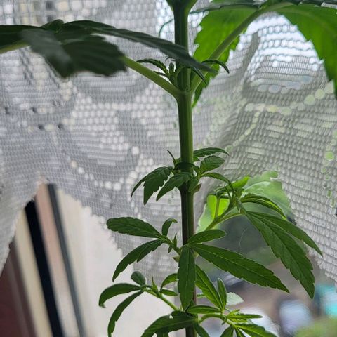 Miss Secret 🤫 growlog timeline photo