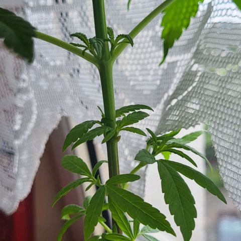 Miss Secret 🤫 growlog timeline photo