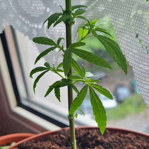 Miss Secret 🤫 growlog timeline photo