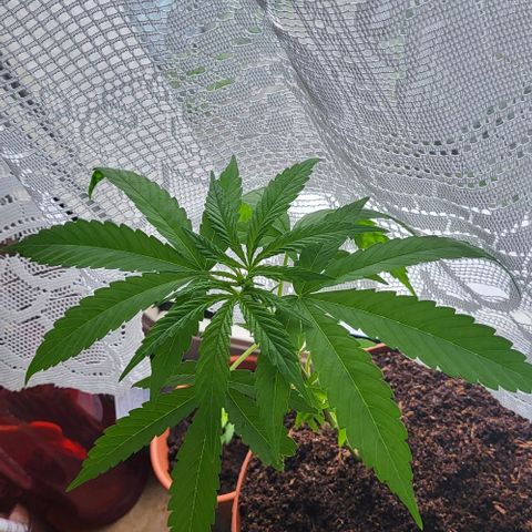 Miss Secret 🤫 growlog timeline photo