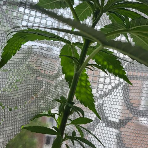 Miss Secret 🤫 growlog timeline photo