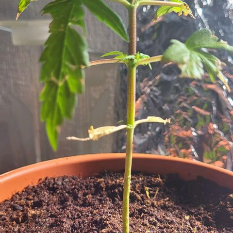 Miss Secret 🤫 growlog photo: Katze hat die Seitenblätter gefressen :(