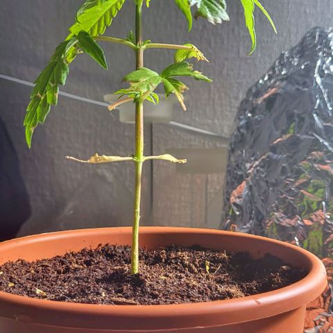 Miss Secret 🤫 growlog photo: Katze hat die Seitenblätter gefressen :(