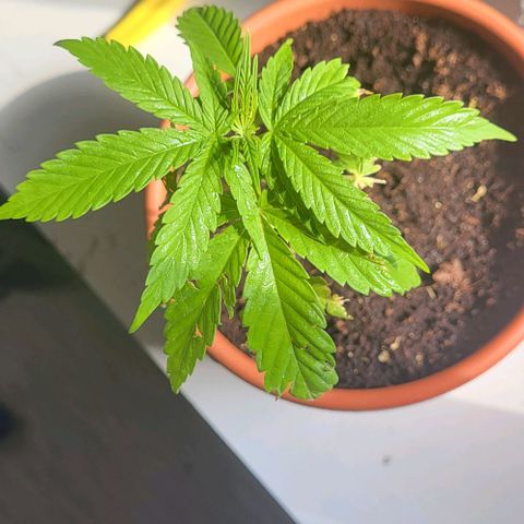 Miss Secret 🤫 growlog photo: Katze hat die Seitenblätter gefressen :(