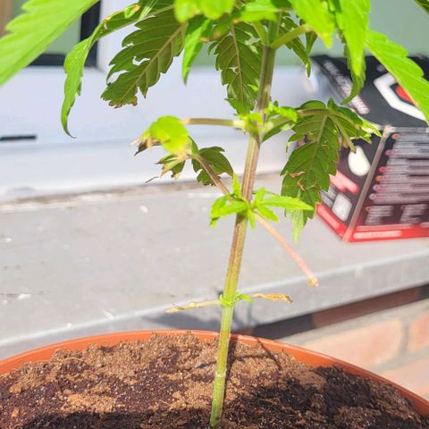 Miss Secret 🤫 growlog timeline photo