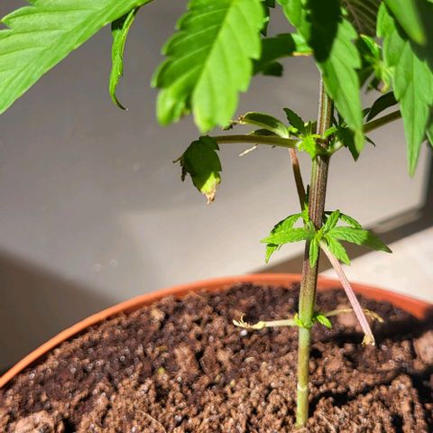 Miss Secret 🤫 growlog timeline photo