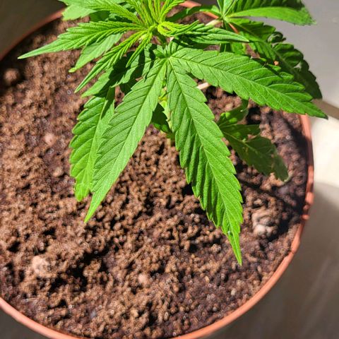 Miss Secret 🤫 growlog timeline photo