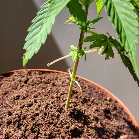Miss Secret 🤫 growlog timeline photo
