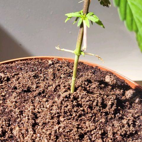 Miss Secret 🤫 growlog timeline photo