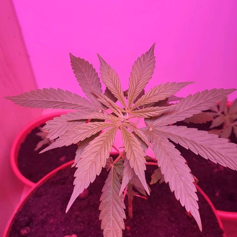 Miss Secret 🤫 growlog timeline photo